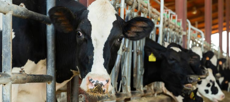 Cows in a row eating feed — one stares directly a the camera, clearly worried about tariffs.
